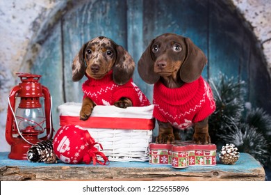 Cachorro dachshund, cachorro de Año Nuevo, perro de Navidad