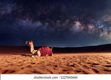 ラクダ動物は砂漠の砂丘に座っています。天の川銀河と空の星。アラブ首長国連邦