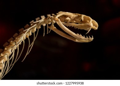 爬虫類博物館に展示されているヘビの骨。