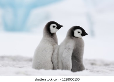 Kaisar Penguin Chicks adalah BFF. Sepasang bayi penguin ini tak terpisahkan. Bagaimana hati tidak menanggapi contoh persahabatan seperti itu?