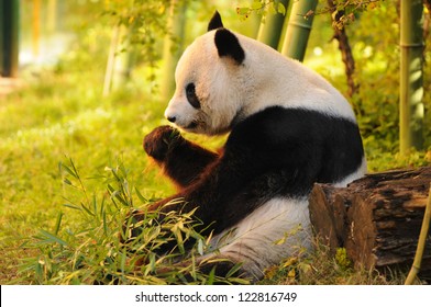 竹を食べて森の床に座っている大きなパンダ
