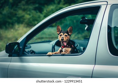 小さな雑種犬と車