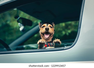 Hond en auto