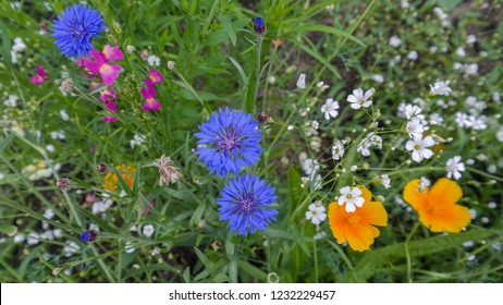 Blue, white, pink and yellow flowers in wild green meadow. Colorful annual flowering plants. Close up. Centaurea cyanus, known as cornflower or bachelor's button. California poppy. Gypsophila elegans