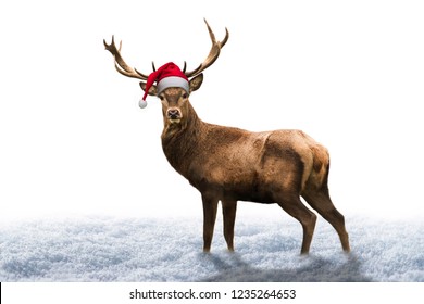 Christmas deer on white Background