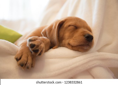 Captura de cabeza de un cachorro dormido / Cachorro vizsla mix de dos meses durmiendo en sábanas blancas