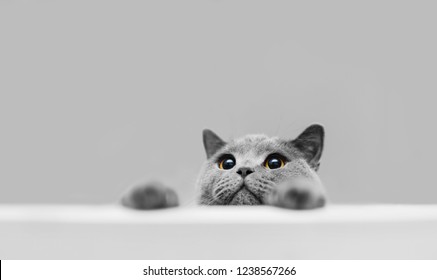 Gato gris juguetón de pura raza asomando. Gato británico de pelo corto. Animal doméstico.
