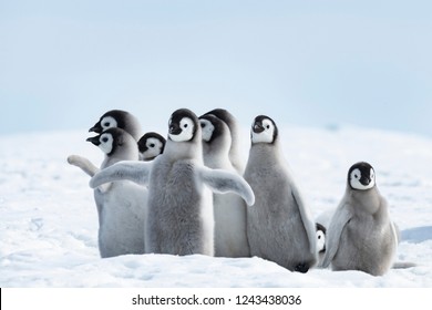Emperor Penguins chicks at Snow Hill Antarctica 2018