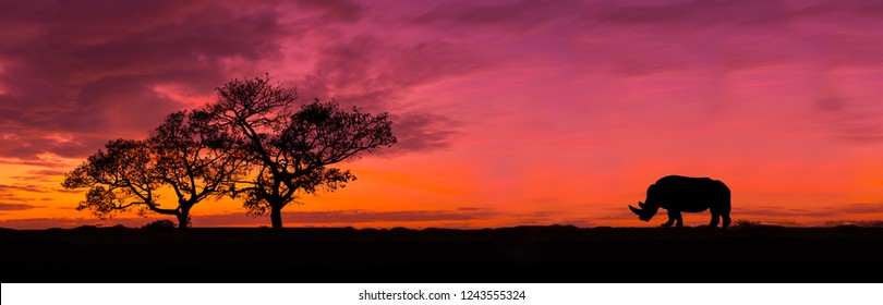 素晴らしい夕日と日の出。夕日とアフリカのパノラマ シルエット ツリー。夕日を背景にシルエットの木。オープン フィールドの劇的な日の出の暗い木。サファリのテーマ。アフリカのサイ