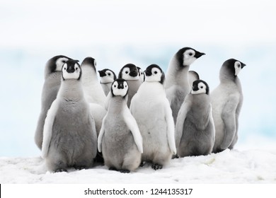Emperor Penguin chicks at Snow Hill Antarctica 2018