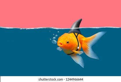 Peces dorados con aleta de tiburón nadan en agua azul y cielo rosa, peces dorados con tirón de tiburón. Técnica mixta