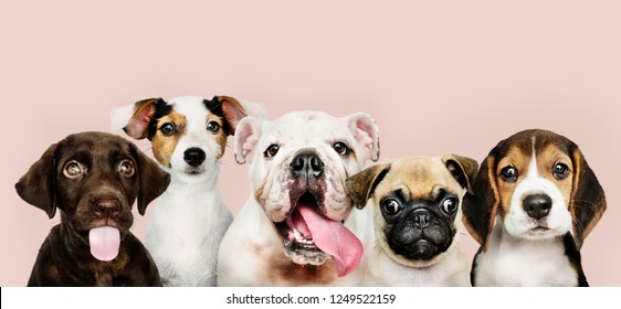 愛らしい子犬のグループの肖像画