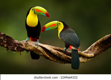 森の枝に座るオオハシ、緑の植生、コスタリカ。中央アメリカの自然旅行。2 つのキールハシビロオオハシ、Ramphastosulfuratus、大きなくちばしを持つ鳥のペア。野生動物。
