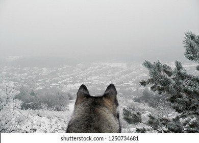 オオカミは山から村を見ています。背面図。冬の風景