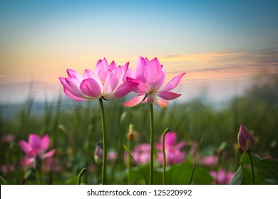 schöne lotusblume, die bei sonnenuntergang blüht