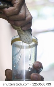 Venom extraction process from snake.Preparation of Antivenom and Medical Uses of Snake Poison