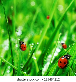fresh green grass with water drops and ladybugs close up