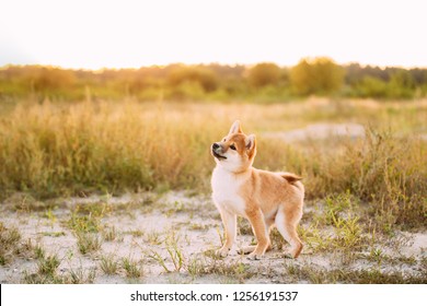 Hermoso joven cachorro Shiba Inu rojo de pie al aire libre en el prado durante la puesta de sol.