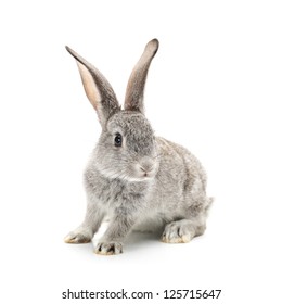 grijs konijn op een witte achtergrond