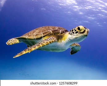 Junge Echte Karettschildkröte schwimmt entlang in Nassau, Bahamas.