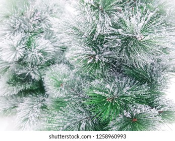 Los pinos tienen nieve en las hojas verdes, deja que el frío se sienta en la víspera de navidad