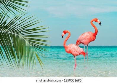 Vintage and retro collage photo of flamingos standing in clear blue sea with sunny sky with cloud and green coconut tree leaves in foreground.