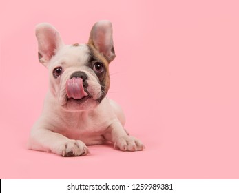 Leuk frans buldogpuppy dat op een roze achtergrond ligt die zijn neus likt