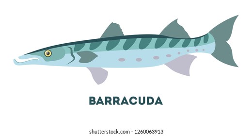barracuda cartoon