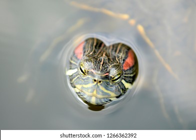 Herzschildkröte