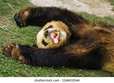 前足を上げて寝ている白黒の大きなパンダの画像（ギブアップ）