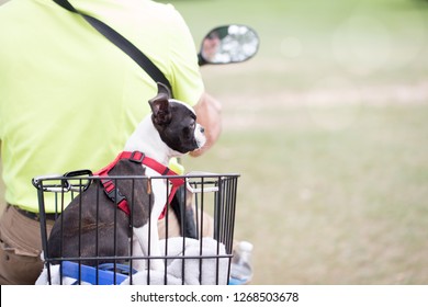 Boston Terrier puppy going for a ride on the scooter.