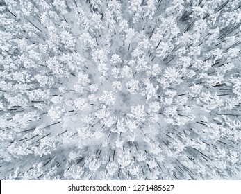 Luftaufnahme eines schneebedeckten Kiefernwaldes im Winter. Textur des Winterwaldes. Luftaufnahme. Luftdrohnenansicht einer Winterlandschaft. Schneebedeckter Wald. Luftaufnahmen