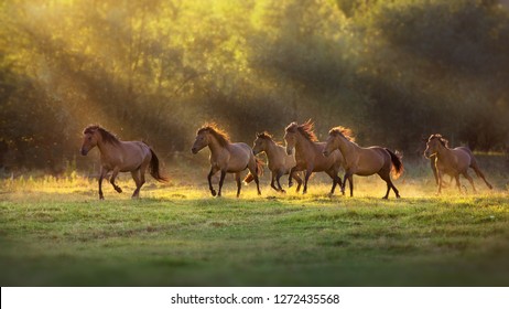 Paardenkudde rennen in zonlicht met stof op zomerweide