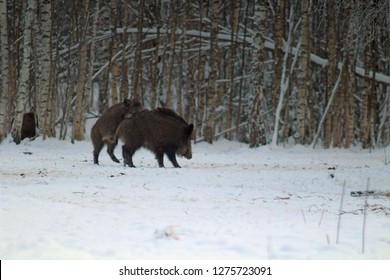 Wildschweine fressen in einer Waldlichtung und beobachten die Umwelt während der kalten Jahreszeit. Bild von Wildtieren in ihrem natürlichen Lebensraum