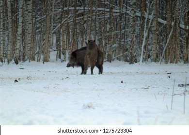 Wildschweine fressen in einer Waldlichtung und beobachten die Umwelt während der kalten Jahreszeit. Bild von Wildtieren in ihrem natürlichen Lebensraum