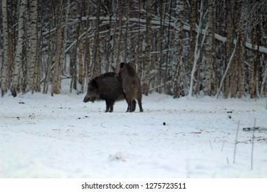 Wildschweine fressen in einer Waldlichtung und beobachten die Umwelt während der kalten Jahreszeit. Bild von Wildtieren in ihrem natürlichen Lebensraum