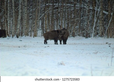 Wildschweine fressen in einer Waldlichtung und beobachten die Umwelt während der kalten Jahreszeit. Bild von Wildtieren in ihrem natürlichen Lebensraum