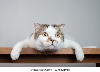 Close-up van Schotse vouwen kattenkop met schokkend gezicht en wijd open ogen. Maak de kat bang of verrast als je ergens naar kijkt.