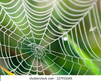 De spinnenweb (spinnenweb) close-up achtergrond.