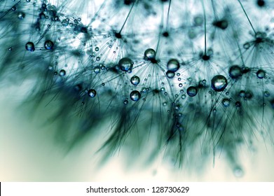 blue dandelion with droplets