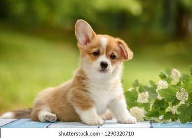 Roztomilé šteniatko Pembroke Welsh Corgi s jedným uchom stojacim vonku v letnom parku