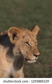 lion cup at Masai Mara national reserve
