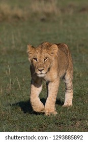 lion cup walking