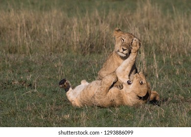 lion cups playing at Masai Mara national reserve