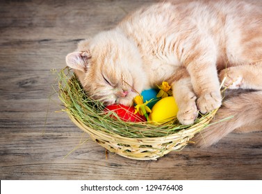 Kleine cremefarbene Katze, die mit farbigen Eiern auf dem Korb schläft