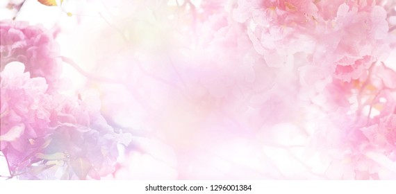 Beautiful pink flowers bunch 2K wallpaper download