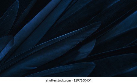 Exotische textuur veren achtergrond, close-up vogelvleugel. Donkerblauwe veren voor ontwerp en patroon.