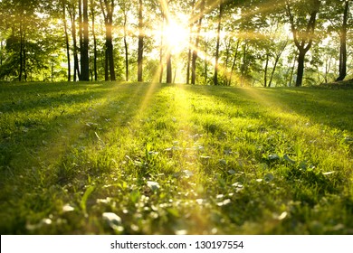 Sinar matahari di hutan hijau, waktu musim semi