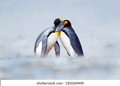 野生の自然、雪、氷の中で寄り添うキング ペンギン交尾カップル。愛を作る 2 つのペンギンをペアにします。白い自然からの野生動物のシーン。鳥の行動、自然からの野生動物のシーン、南ジョージア、南極。