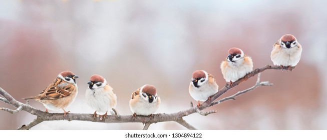 Những chú chim nhỏ xinh đẹp đang ngồi cạnh nhau trên cành cây trong Công viên mùa xuân đầy nắng và ríu rít vui vẻ